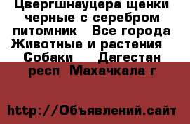 Цвергшнауцера щенки черные с серебром питомник - Все города Животные и растения » Собаки   . Дагестан респ.,Махачкала г.